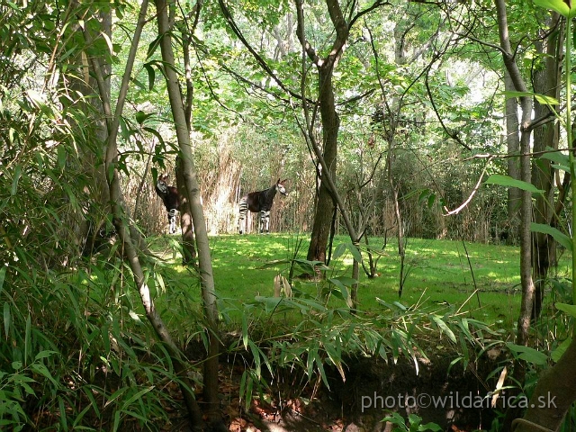 okapi 08.jpg - Okapi pair in very realistic enclosure.